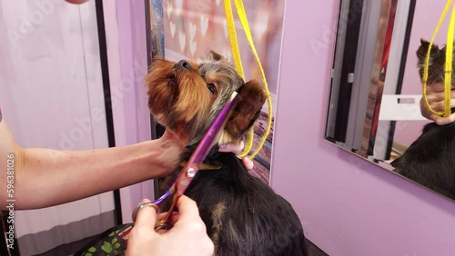 The grooming master cuts the dog. photo