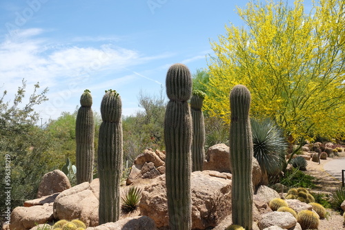 saguaro cactus in the desert of Arizona 