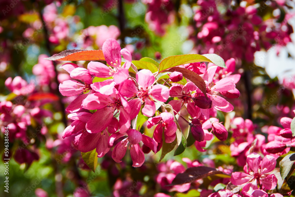 blooming tree in spring with flowers, nature background with sunlight bokeh