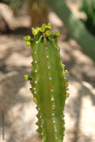 Cactus blooms in summer in Arizona  United States