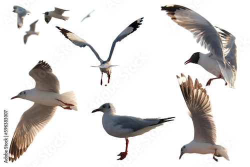 Photography seagulls isolated on white