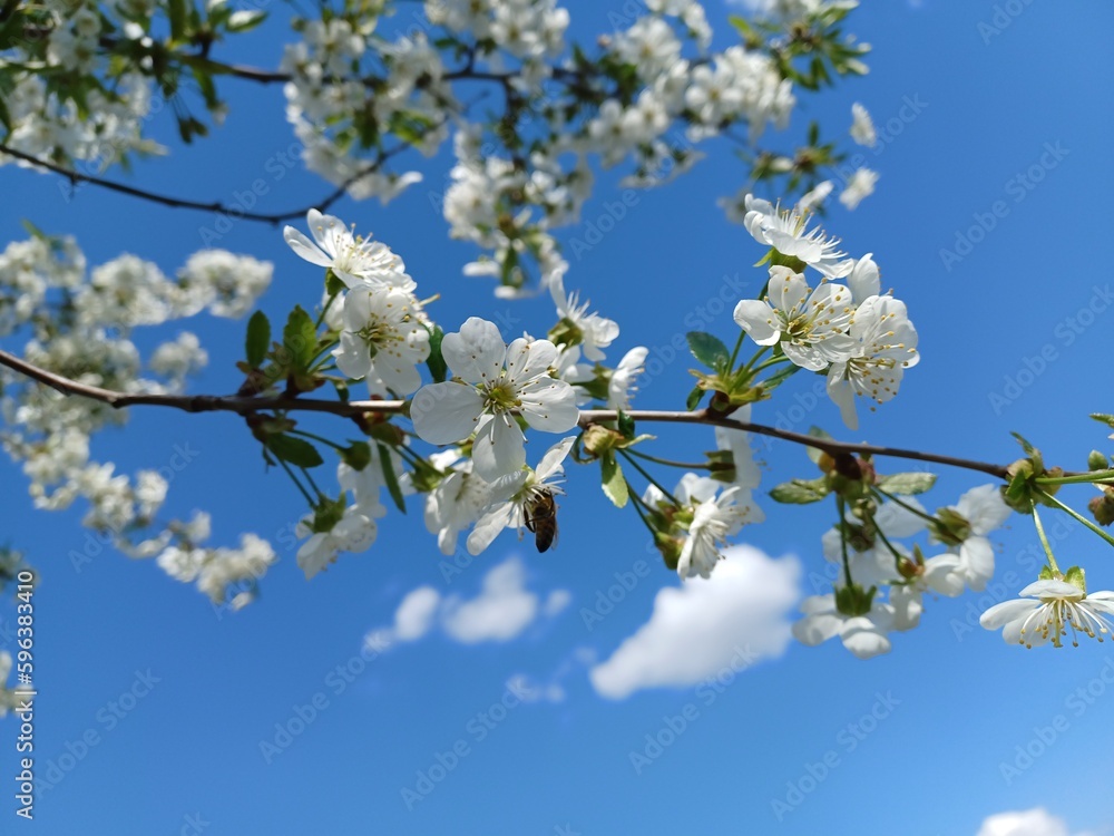 tree flowers tree flowers