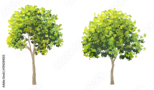 Vector watercolor of tree side view isolated on white background for landscape and architecture drawing, elements for environment and garden, painting botanical for section