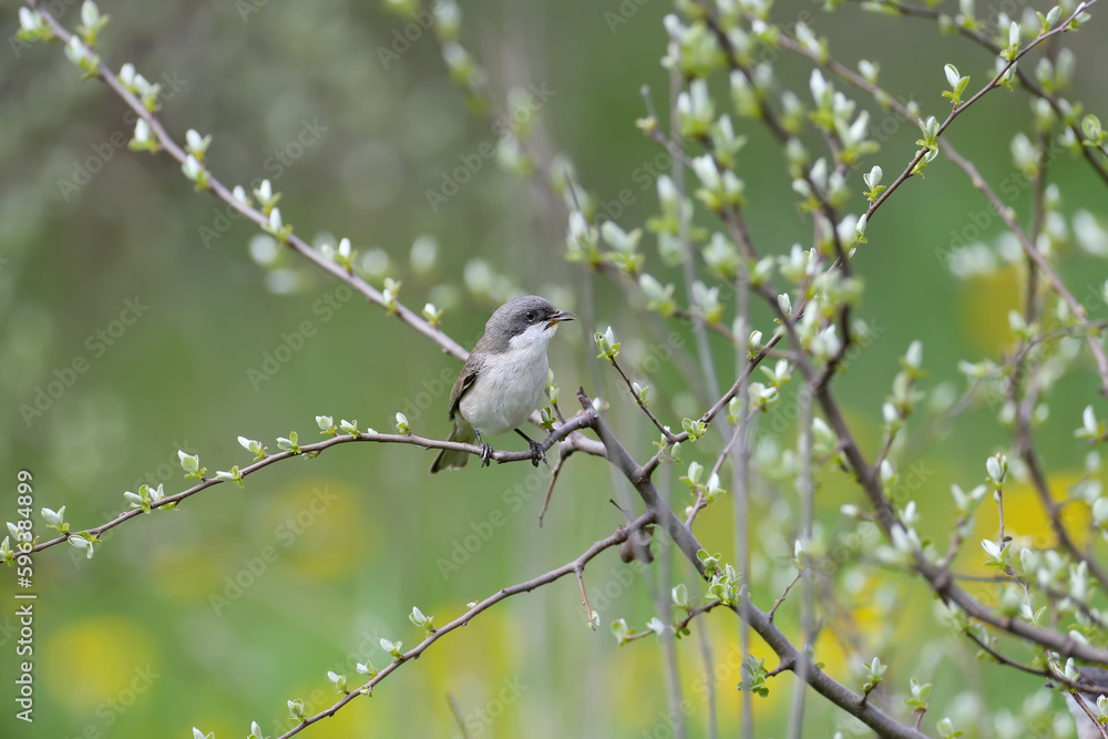 Close-up photo of Spring lesser whitethroat (Curruca curruca) sitting on the branches of angustifolia tree against a blurred background Close-up photo of Spring lesser whitethroat (Curruca curruca) sitting on the branches of angustifolia tree against a blurred background