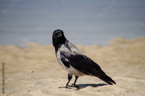 crow on the beach