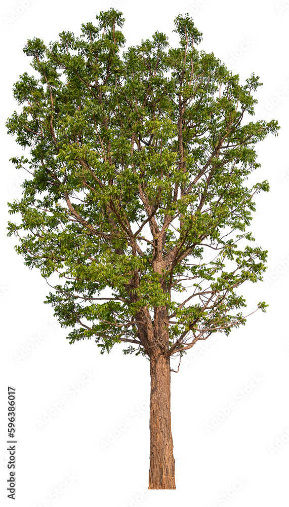 tree PNG file removed original background tree PNG file removed original background