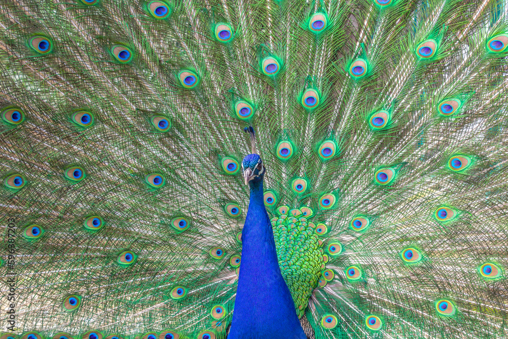Obraz premium close up of peacock
