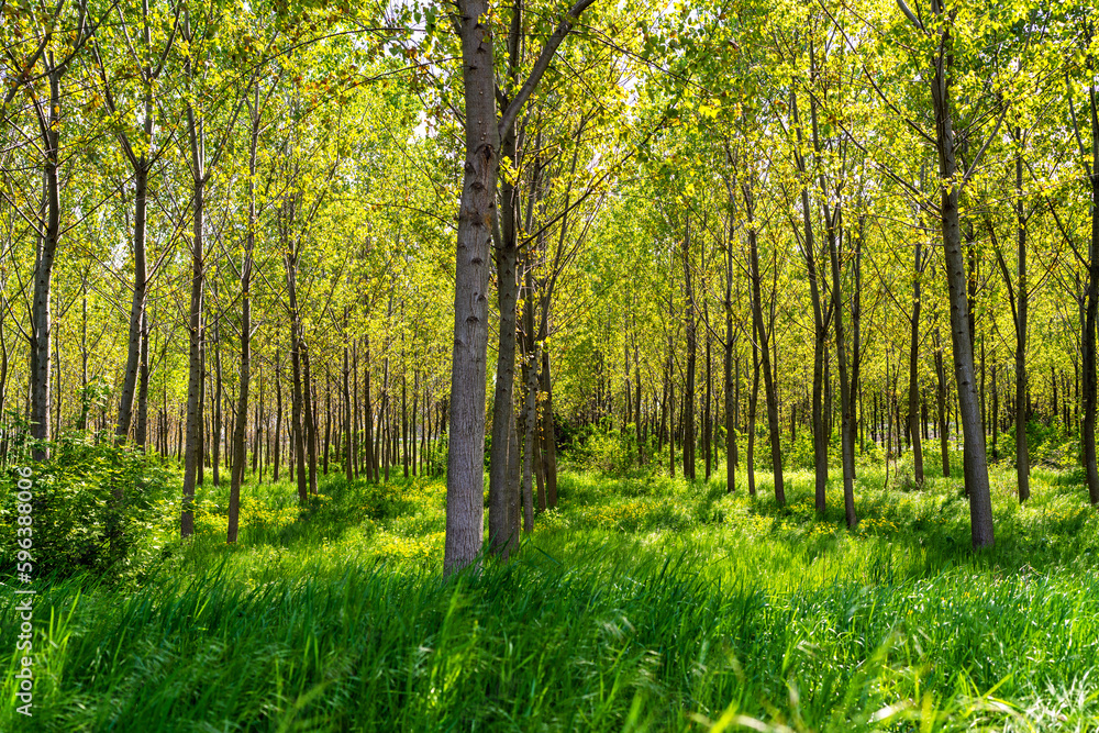 Scenic scenery planted forest at mid of spring. Scenic scenery planted forest at mid of spring.