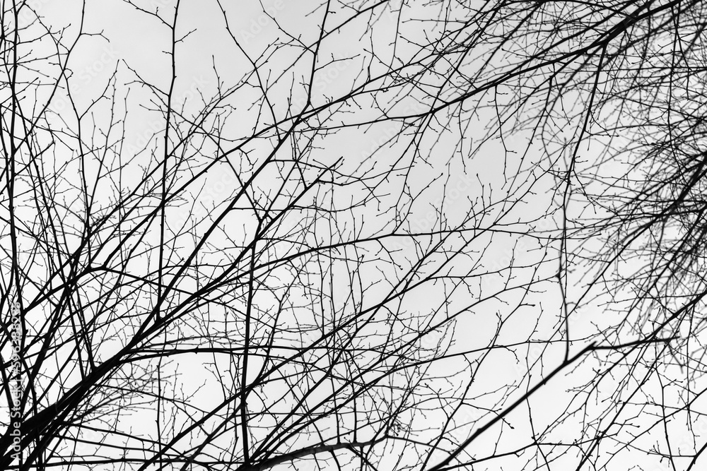 Bare tree branches, natural black and white abstract background Bare tree branches, natural black and white abstract background