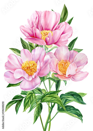 pink peonies flowers on isolated white background  watercolor botanical painting  realistic hand drawn