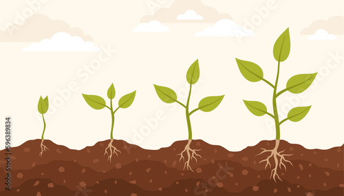Infographics of plant growth phases. Plants planted in the ground. Flat vector illustration