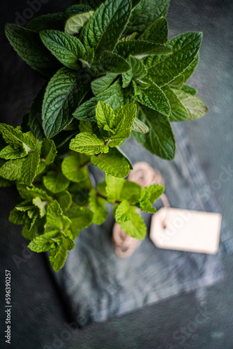 Fresh mint plant ready for cooking photo