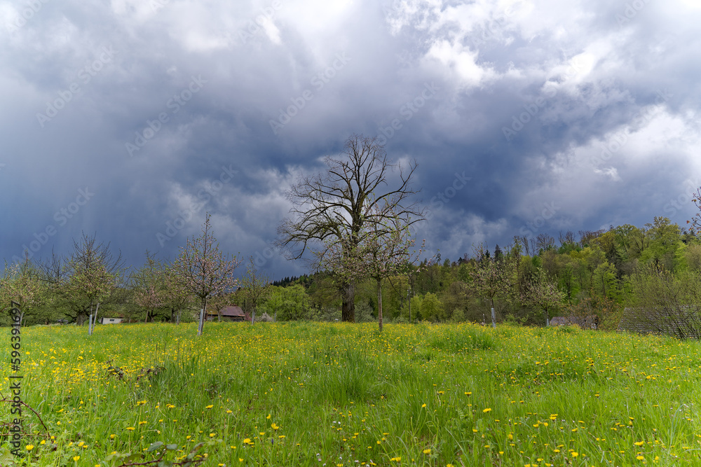Scenic view of meadow with yellow flowers and blooming apple trees of orchard with dramatic sky and rain cloudy in the background on a spring day. Photo taken April 25th, 2023, Zurich, Switzerland. Scenic view of meadow with yellow flowers and blooming apple trees of orchard with dramatic sky and rain cloudy in the background on a spring day. Photo taken April 25th, 2023, Zurich, Switzerland.