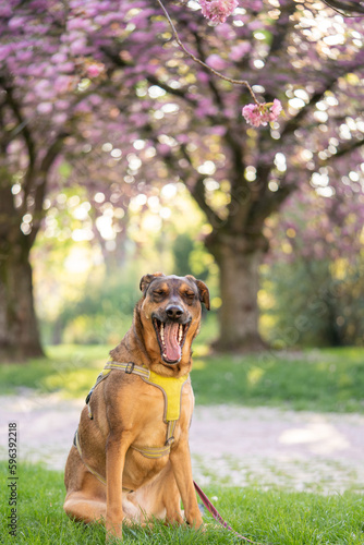 Funny dog. dog yawns.Cover dog in nature. Blooming sakura on the background sits a dog. Retriever on the background of cherry blossoms. Spring. Dog. Beautiful animal for the cover. Animals in nature.