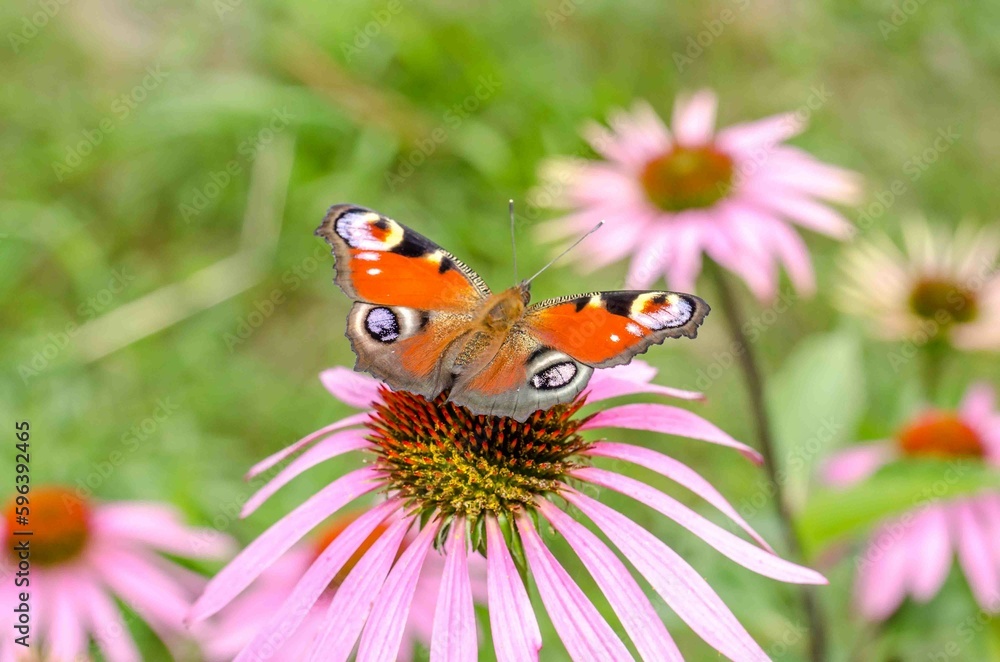 Butterfly pollinates a flower. Butterfly pollinates a flower.