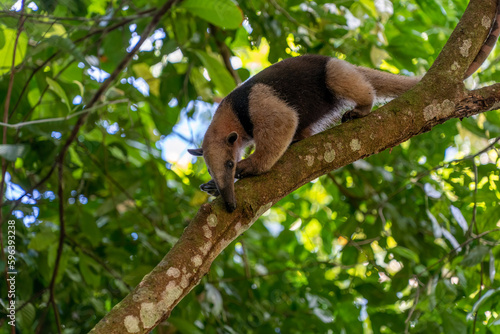 Anteater on a Tree in Costa Rica Rainforest