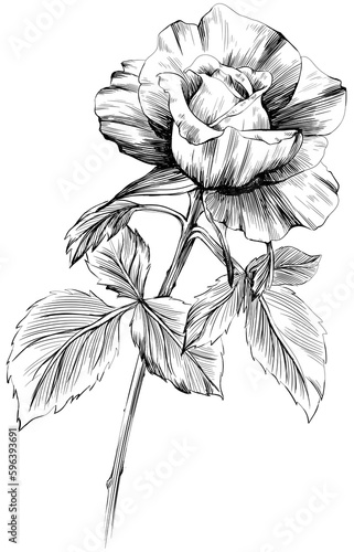Rose flower isolated on white. hand drawn vintage illustration.