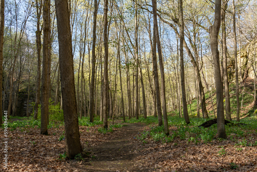 Signs of spring color on a sunny early spring hike at Starved Rock state park.