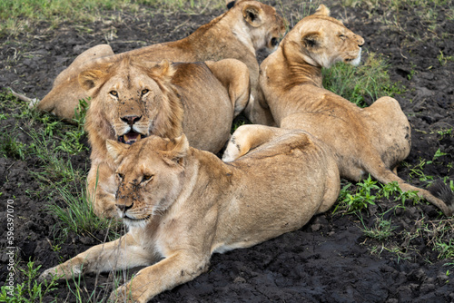 Lion pack family rests in the mud, in Serengeti National Park Tanzania