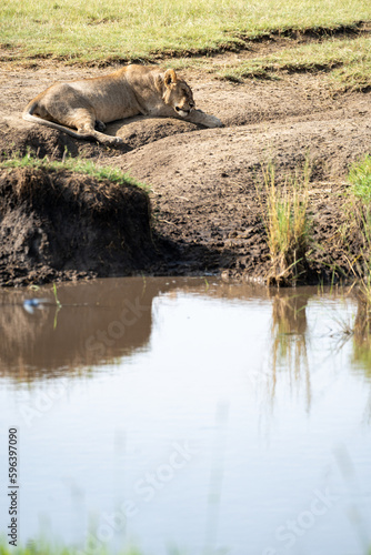 Tired lion sleeps by a pond in Serengeti National Park Africa © MelissaMN