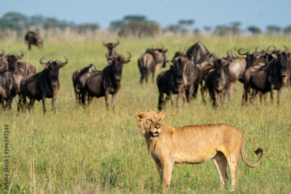 Obraz premium Lion looks for prey, as many wildebeests animals look on behind. Serengeti National Park Tanzania
