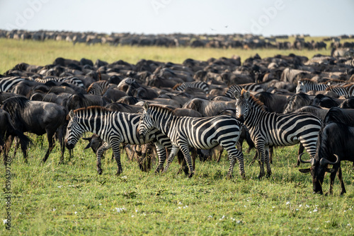 Zebras and wildebeests graze together in harmony in Serengeti National Park Tanzania Africa