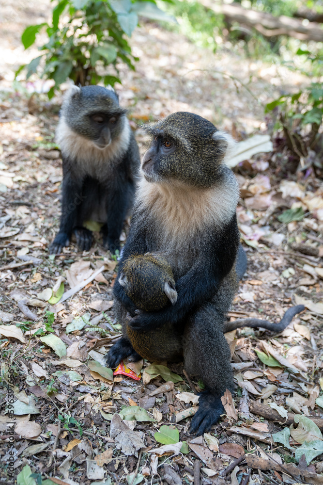 Obraz premium Mother Syke Monkey (also known as a blue monkey) holds a baby, with a defocused monkey in background