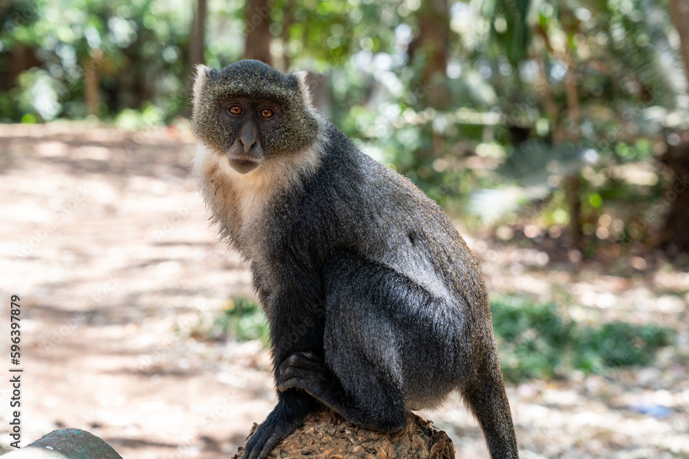 Fototapeta premium Sykes monkey (also known as a blue money) in Nairobi City Park