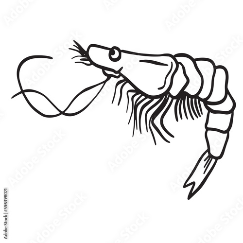 Shrimp outline art  good for graphic design resources  posters  banners  templates  prints  coloring books and more.