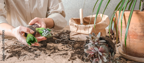Fotografi Home gardening,female florist working land plants,transplanting flowers pot,Hobb