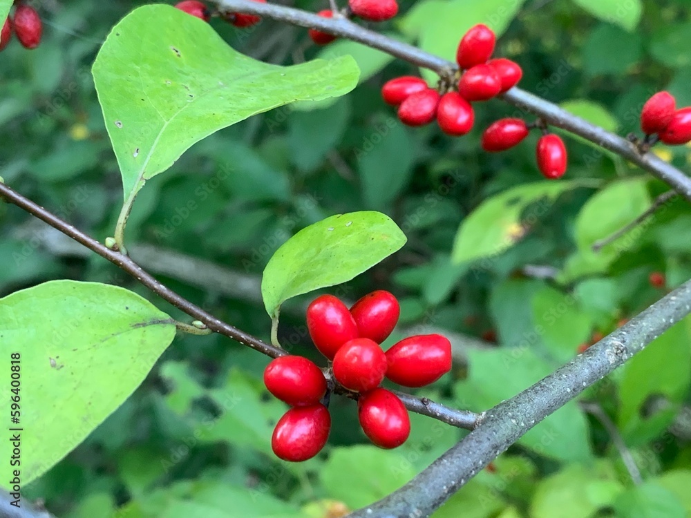 red berries on a branch red berries on a branch