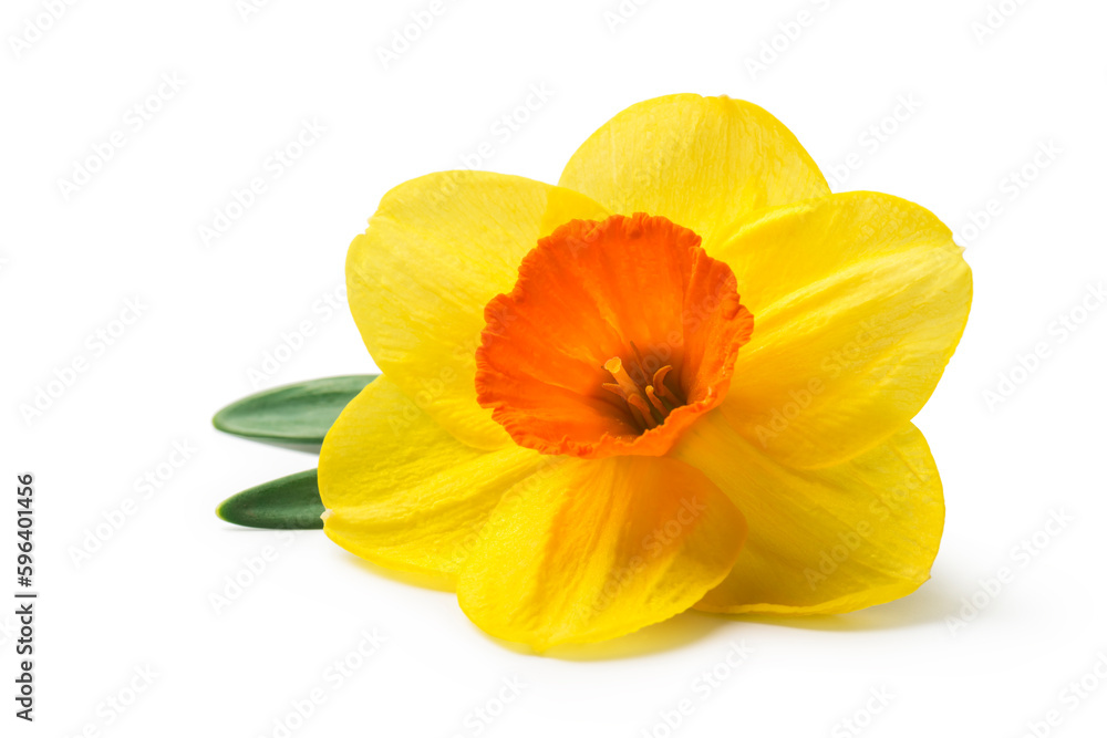 yellow daffodil isolated on a white background
yellow daffodil isolated on a white background