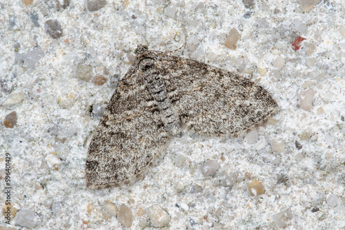Une phalène  hexaptérate (Lobophora halterata) posée sur un mur
