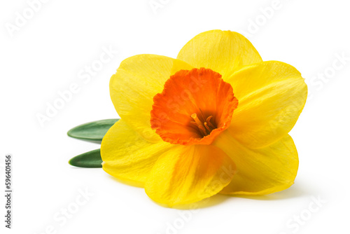 yellow daffodil isolated on a white background
