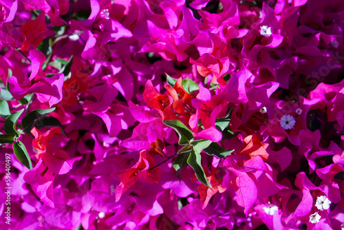 Pink Bougainvillea flowers close up shot with selective focus. Blooming bougainvillea. Bougainvillea flowers as a background.Floral background. Violet bougainville flowers blooming on white wall. 