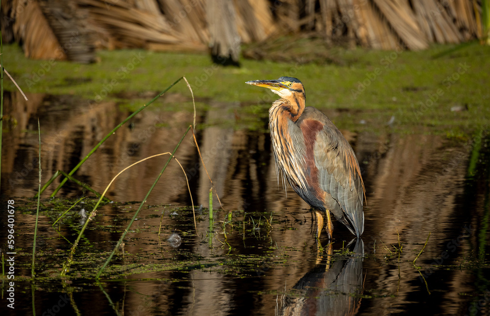great blue heron
