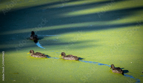 yellow-billed ducks swimming