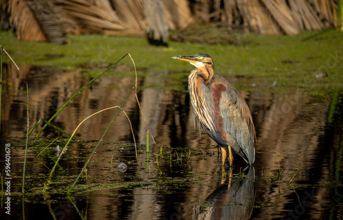 Obraz na płótnie great blue heron w salonie