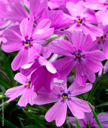 Moss Phlox (Phlox Subulata)