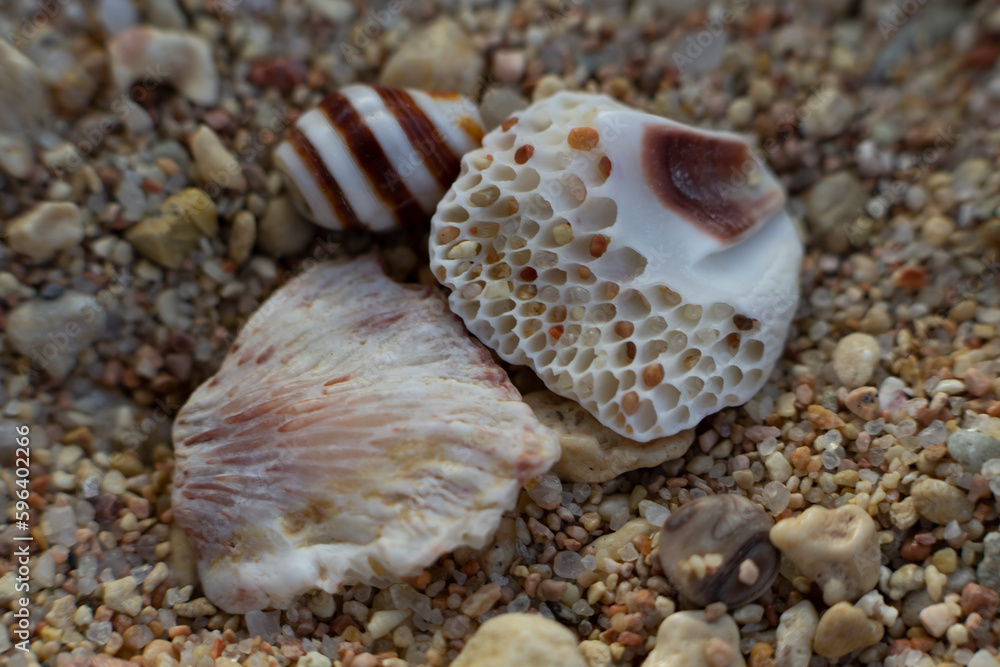 coral parts, stones, shells on the sand. Dead coral on sand. gray and brown color texture and pattern tropical beach. coral parts, stones, shells on the sand. Dead coral on sand. gray and brown color texture and pattern tropical beach.
