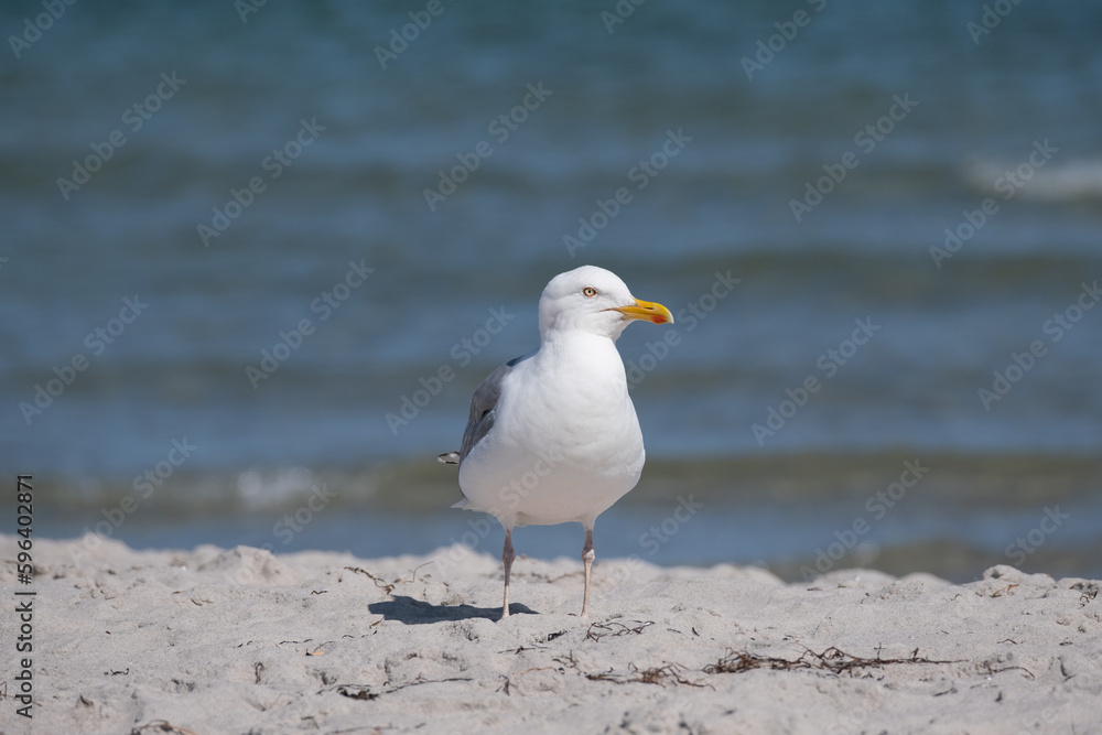 Möwe Möwe