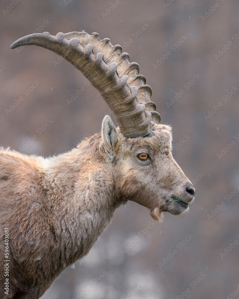 Ibex on the Italian Alps