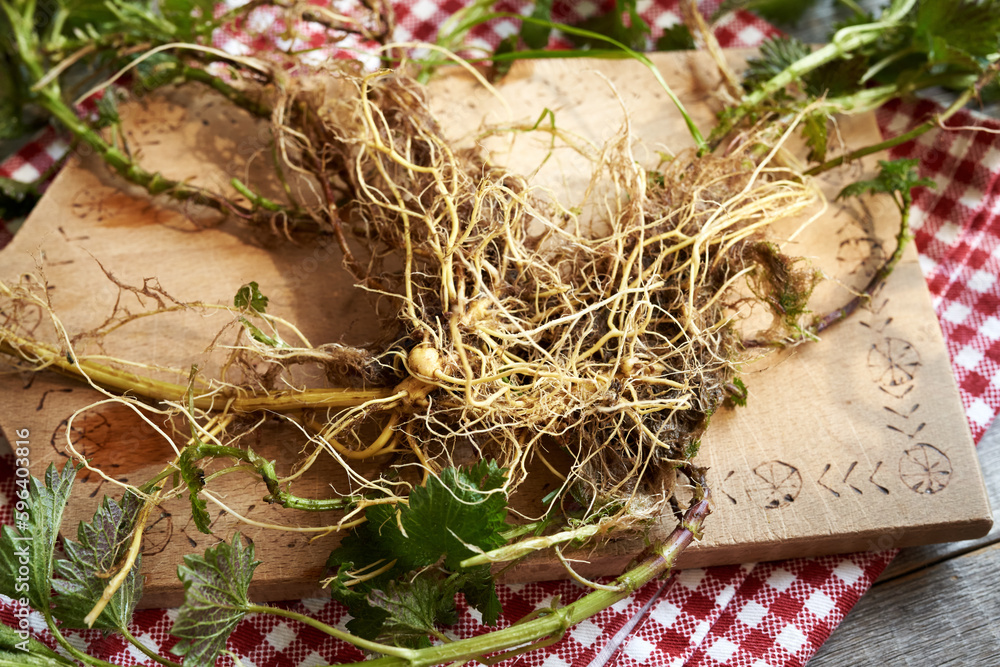 Obraz premium Fresh stinging nettle root, close up
