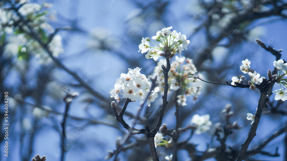 white magnolia flowers