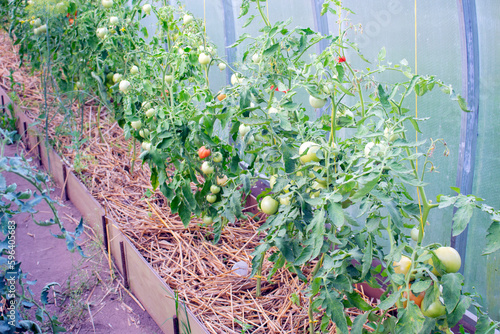 Green unripe tomato plants growing in a vegetable garden