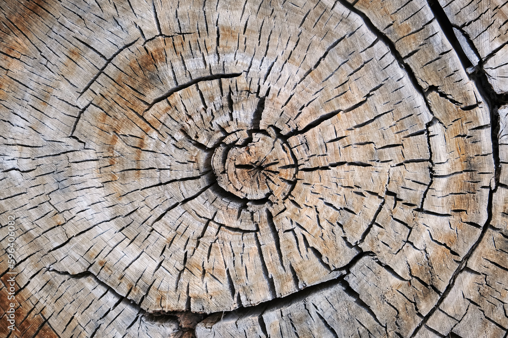 Old tree trunk stump rough wooden surface round cross-section top view natural background photo texture. Aged wood. Timber log. Cut tree.