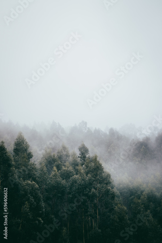 Niebla entre los árboles