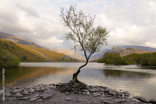 Lonely tree in the edge of a lake with a beautiful mountains landscape in the background in Snowdonia  Wales.