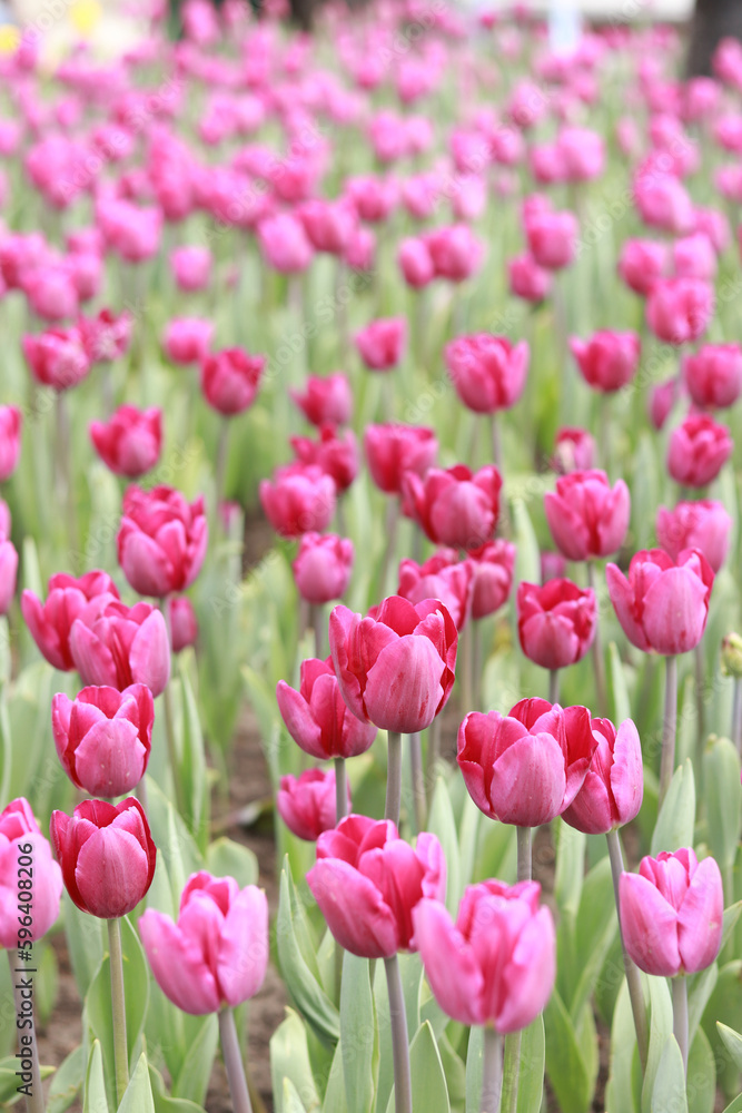 Pink tulips in the park, nature vertical background. Flowerbed with tulips or meadow. Natural background with spring bright flowers Pink tulips in the park, nature vertical background. Flowerbed with tulips or meadow. Natural background with spring bright flowers