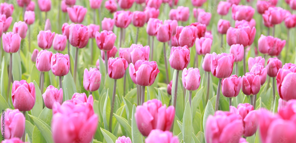 Field with pink tulips on a sunny day. Tulip buds with selective focus. Natural landscape with spring flowers. World Tulip Day Field with pink tulips on a sunny day. Tulip buds with selective focus. Natural landscape with spring flowers. World Tulip Day